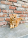 Persian kitten
